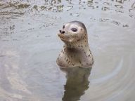 ゴマフアザラシ