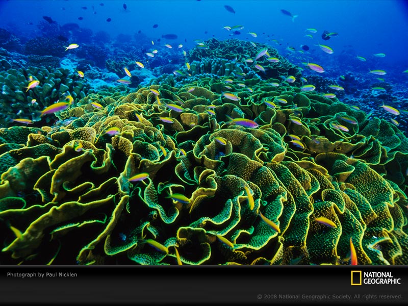 Lettuce Coral, Phoenix Islands