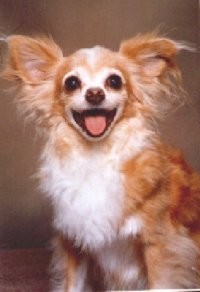 2003081106