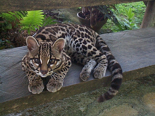 The margay. It doesn't get enough attention. - Imgur
