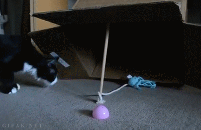 A flawless cat trap - Imgur