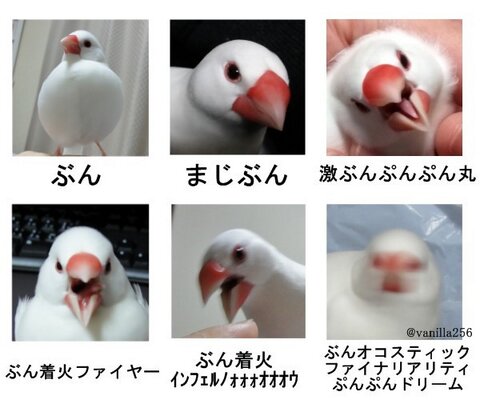 怒りの6段活用 激おこぷんぷん丸 のバリエーション 文鳥と柴犬 Hinemosu