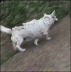 Still my favorite - Imgur