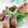 Thumbnail of related posts 126