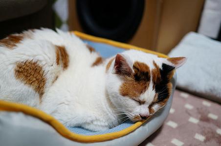 ベットで眠るマイ