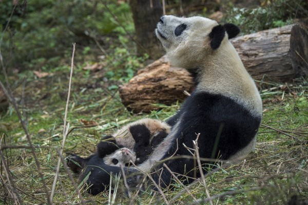 Pandas05