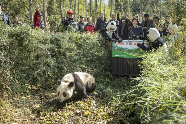 Pandas10