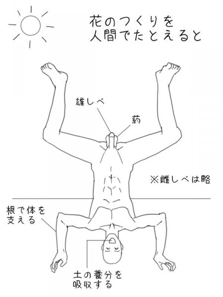 花の作りを人間でたとえると