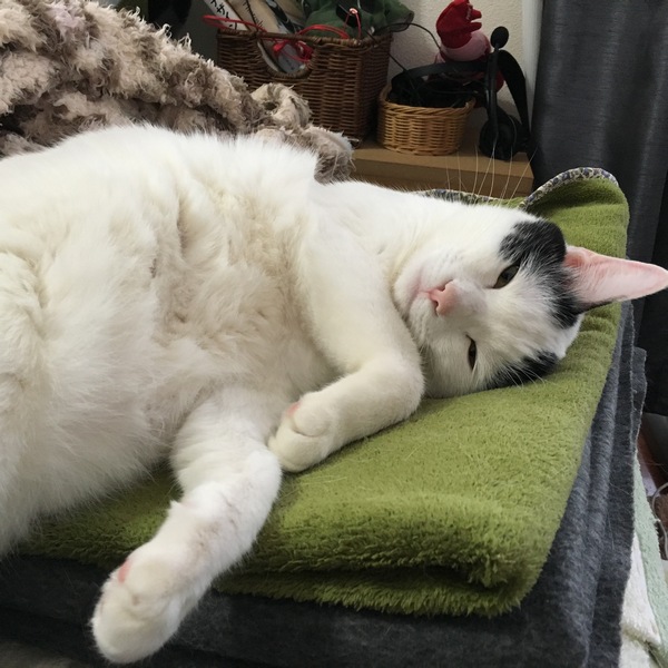 猫とは思えない自由な寝相を披露するサスケ