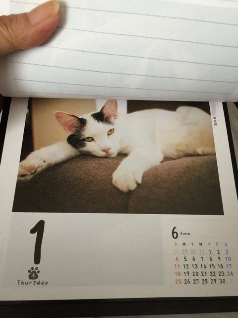 猫めくり 2017年、6月1日は愛猫サスケの写真