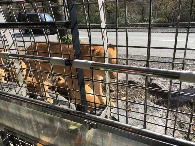 ジャングルバスから見たライオン
