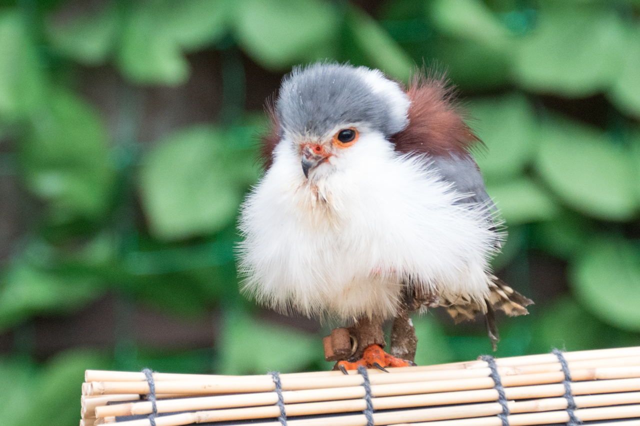 掛川花鳥園で鳥と戯れる Hinemosu