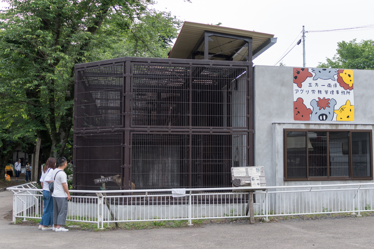 不器用なゾウ、動物園のプールで溺れそうになる