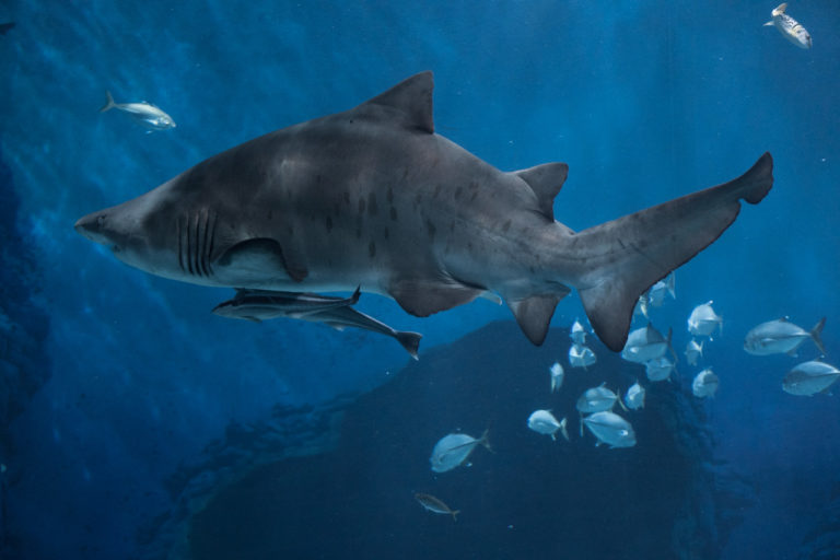 ワニの歯を持つミニ海の怪物の化石が見つかる