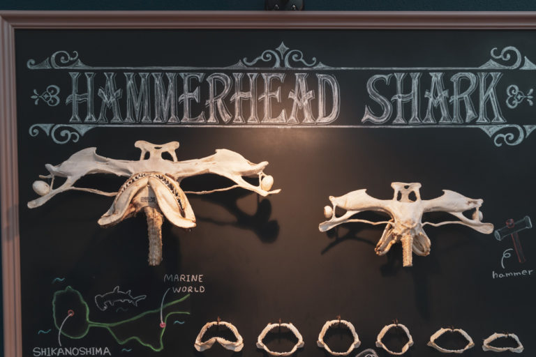 妊娠中のシュモクザメの死骸の動画が米国のインターネットユーザーを動かす