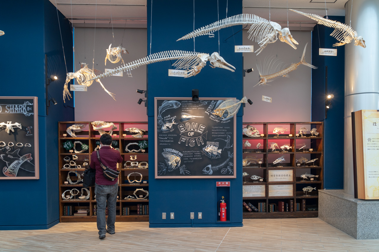 妊娠中のシュモクザメの死骸の動画が米国のインターネットユーザーを動かす