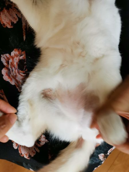 愛猫チャコ お腹を舐めすぎて毛が抜ける Hinemosu