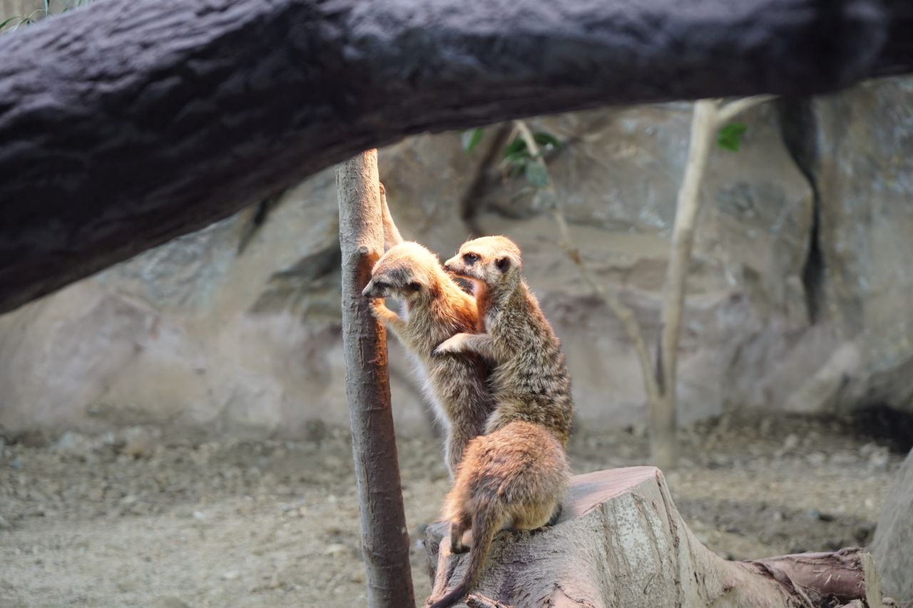 多くの人間よりも忠実な動物王国の 5 組のカップル