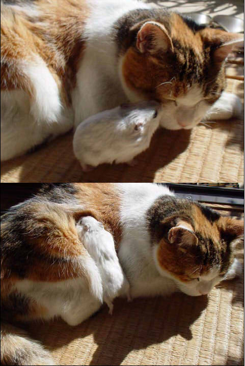 「ねえモフモフしていい？モフモフしていい�... on Twitpic