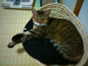 ネコ用ベットでお休み中の野々さん