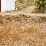 Find the cat Find the cat