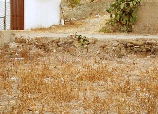 Find the cat