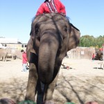 ゾウさんを正面から
