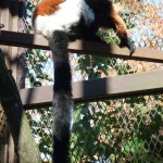 サル