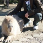 カピバラさんとおいら