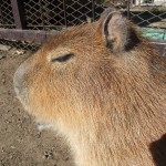 悟りを開いたカピバラさん