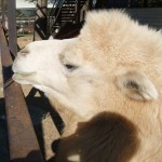 ラクダ