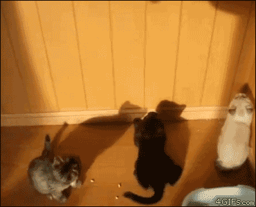 影で猫じゃらし