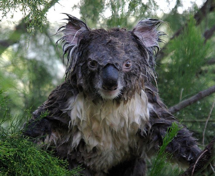koala2_02