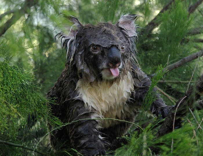 koala2_03