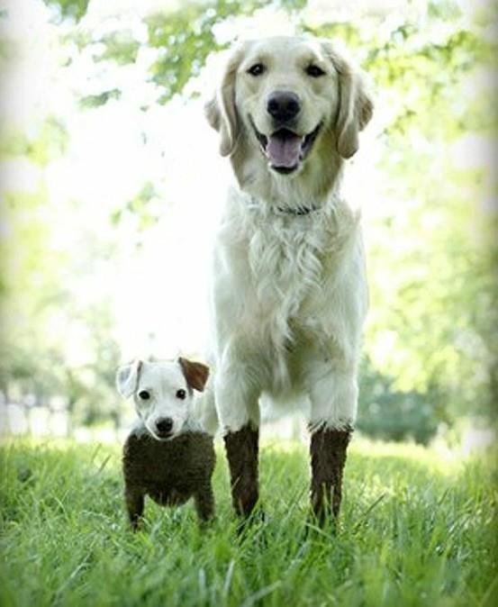 these 2 dogs were playing in the mud.  they had slightly different experiences. - Imgur